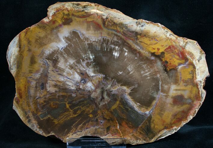 Quality Araucaria Petrified Wood Slab - #7628